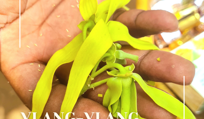 ylang