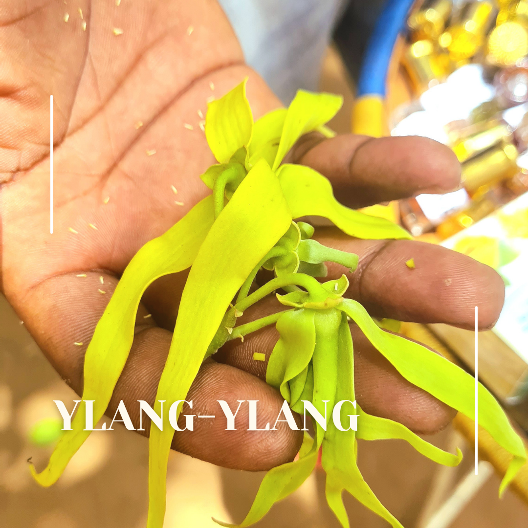 Foto de la flor de Ylang-ylang y cosmética con cbd