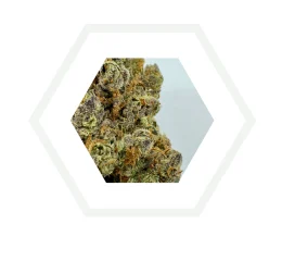 Biscotti hydro 30% CBD
