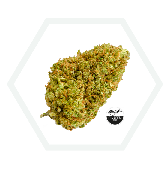 Pack CBD: EXCLUSIVE - Imagen 2