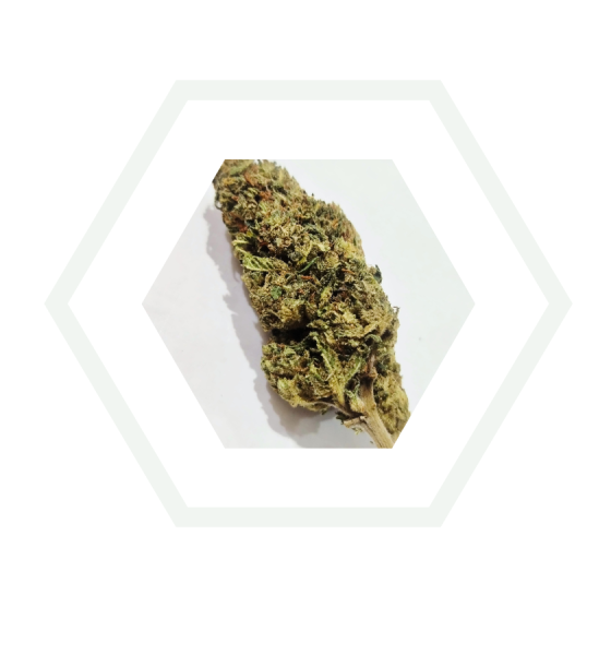 imagen de la alpine cpm flor de blacklabel family de Foresta CBD