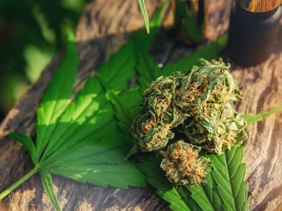 Diferencias entre el THC, CBD y CBN: una guía rápida