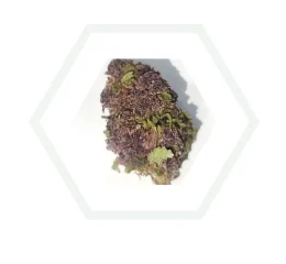 imagen de la purple haze cpm en nuestro almacen de foresta cbd